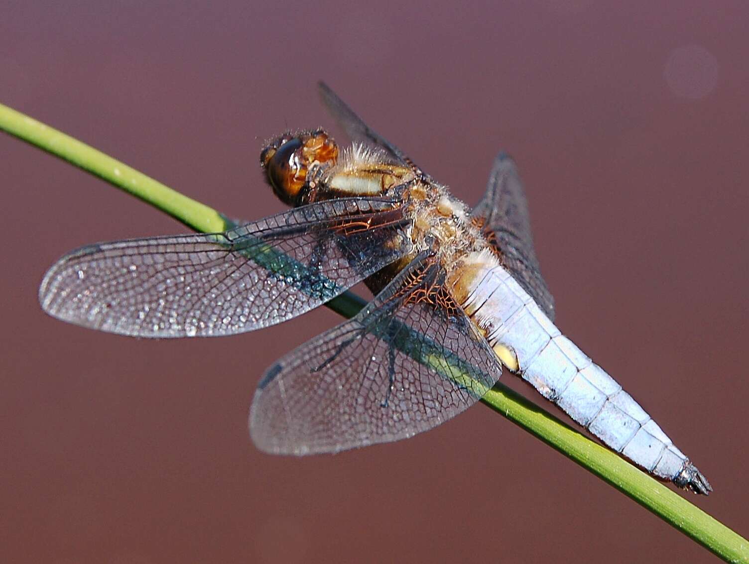 Image of Broad-bodied chaser