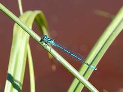 Image of Azure Bluet