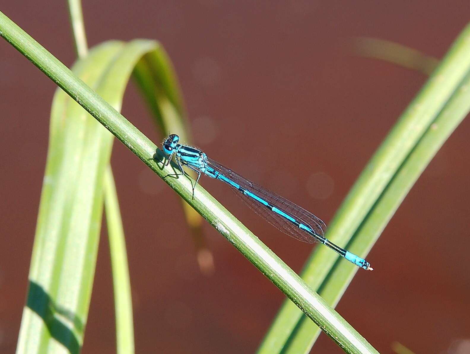 Image of Azure Bluet