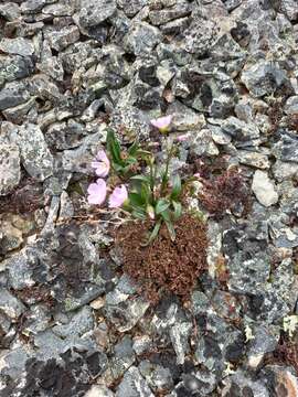 Image of Grass-Leaf Springbeauty