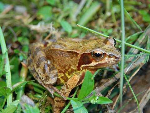 Image of Common frog