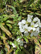 Imagem de Cardamine geraniifolia (Poir.) DC.