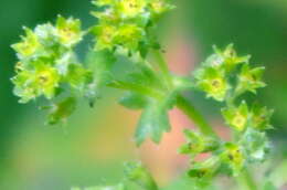 Image of Alchemilla semilunaris Alechin