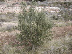 Plancia ëd Olea europaea L.