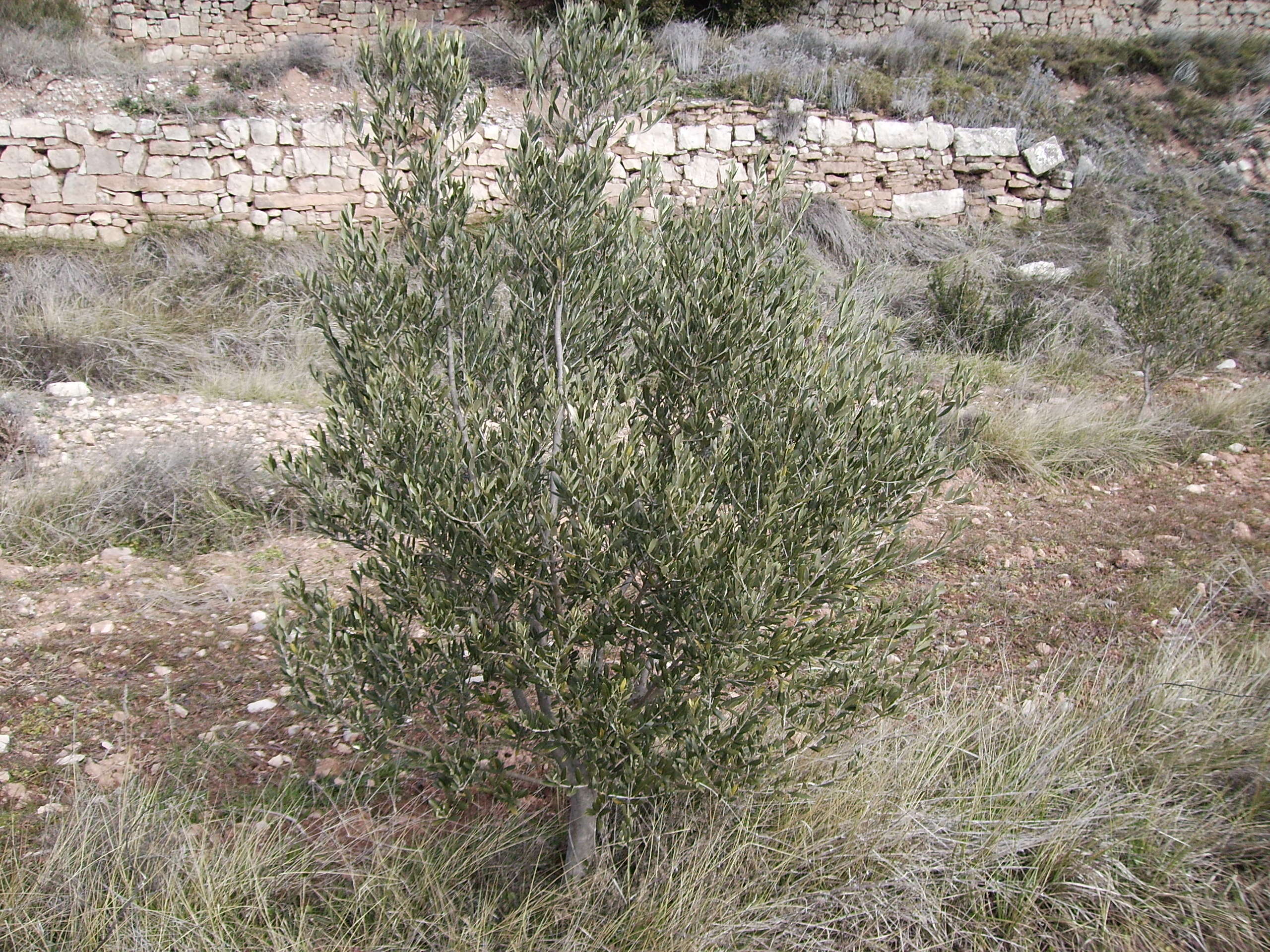 Image of olive tree