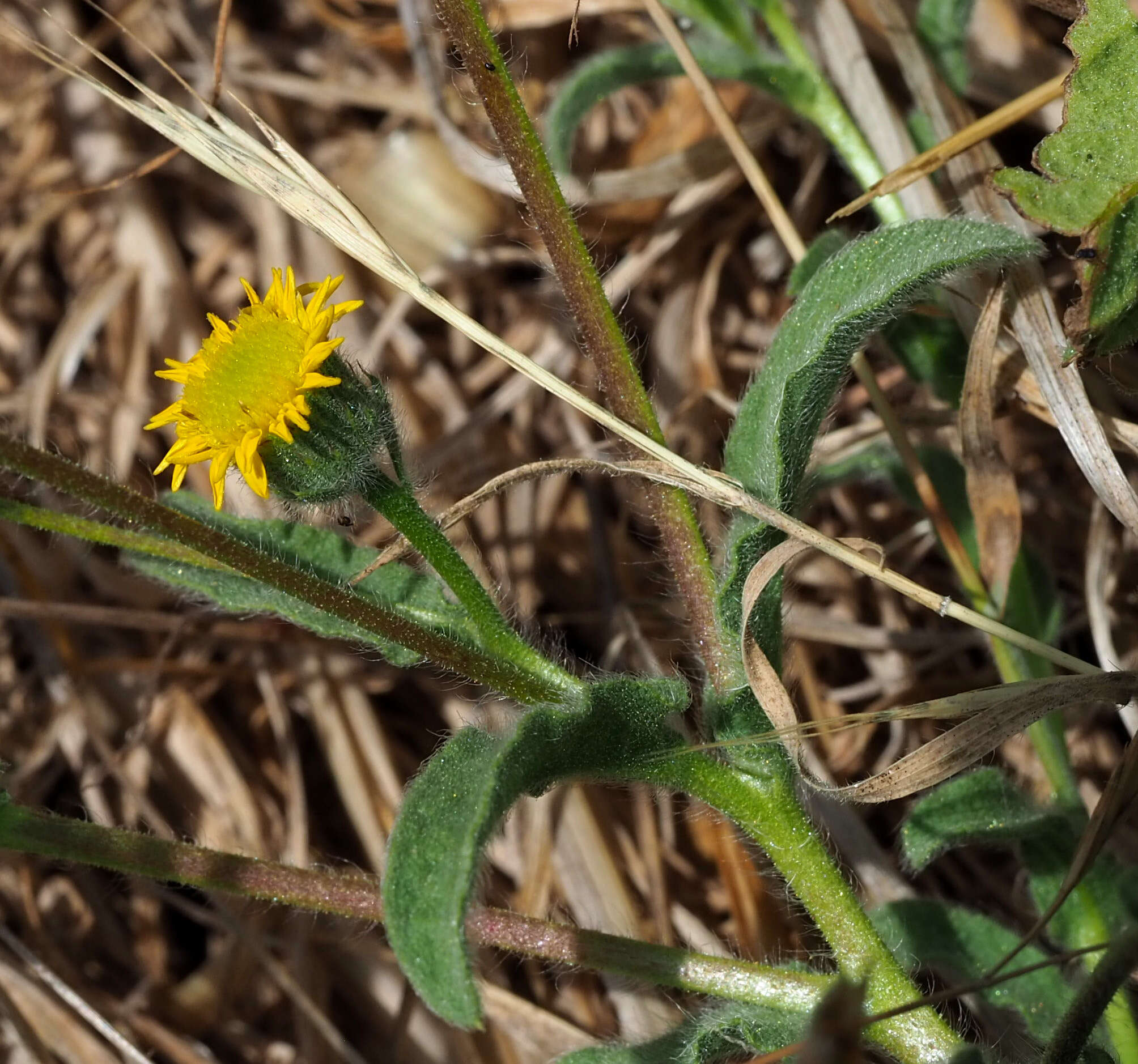 Imagem de Pulicaria arabica (L.) Cass.