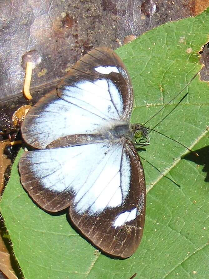 Image of Leptophobia caesia (Lucas 1852)