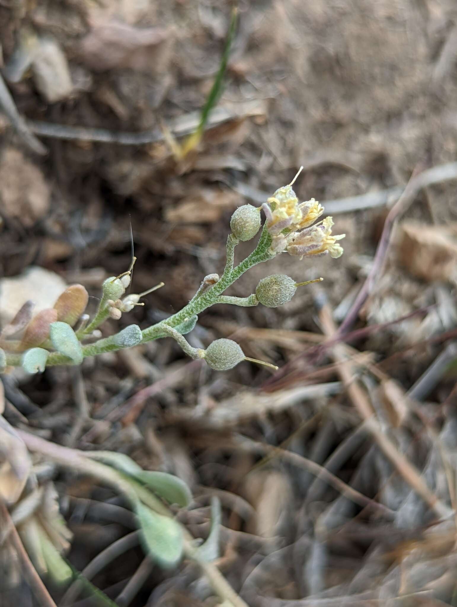 Physaria kingii (S. Watson) O'Kane & Al-Shehbaz的圖片