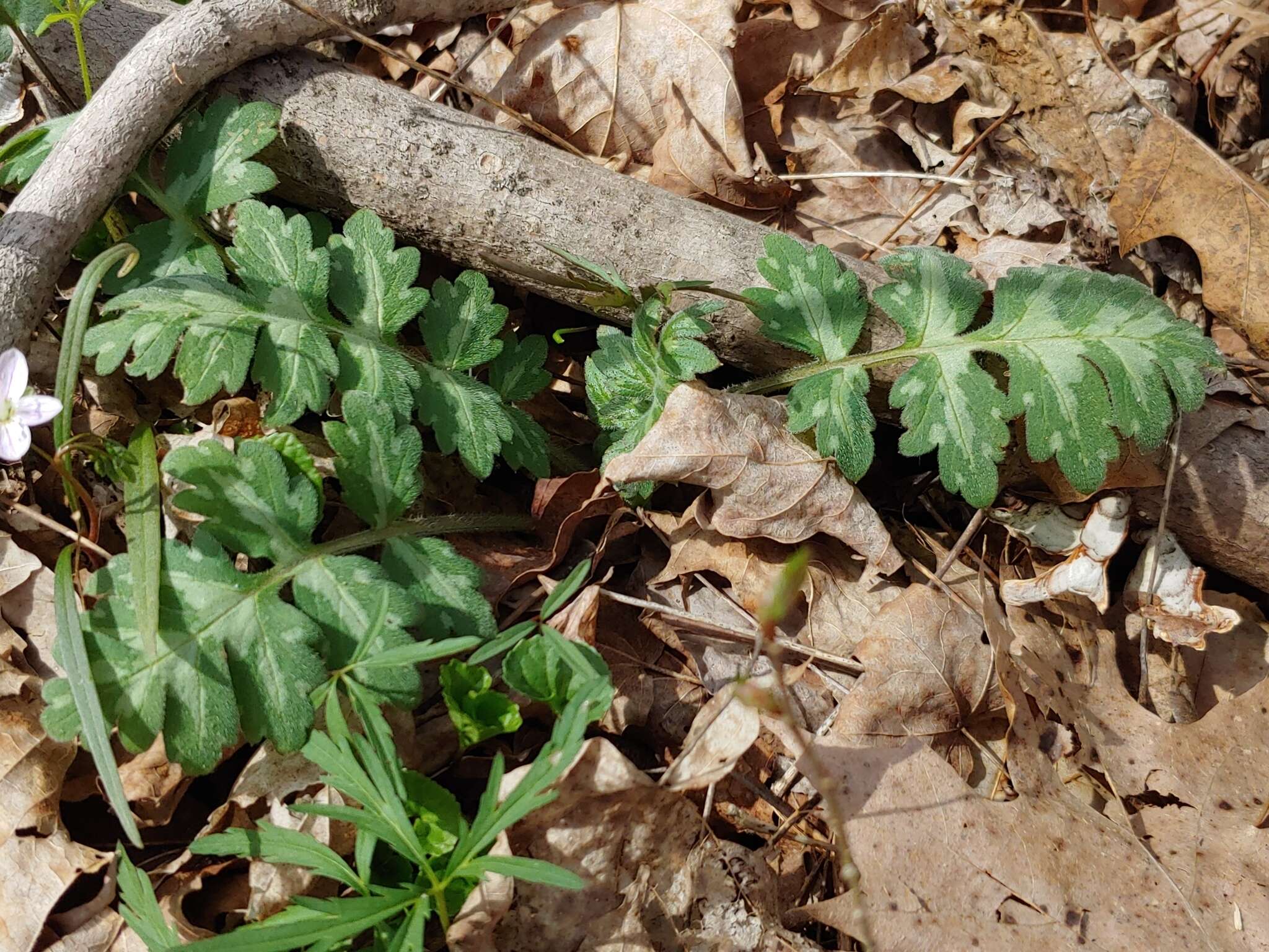 Hydrophyllum macrophyllum Nutt.的圖片