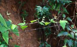 Image of Tragia involucrata L.