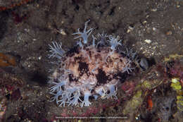 Image of Calf Cowrie