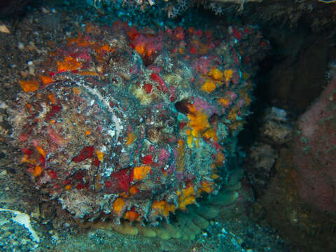 Image of Reef stonefish