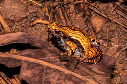 Image of Ant Frog