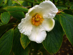 Imagem de Stewartia pseudocamellia Maxim.