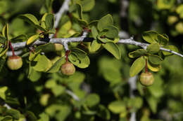 Image of Colubrina viridis (M. E. Jones) M. C. Johnst.