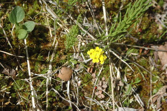 Image of Ogilvie Range draba