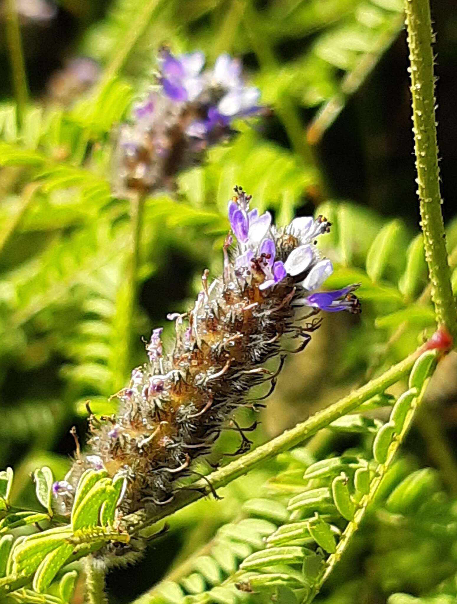 Plancia ëd Dalea elegans Hook. & Arn.