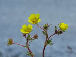 صورة Potentilla pusilla Host