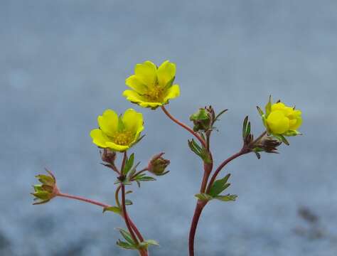 Image of Potentilla pusilla Host