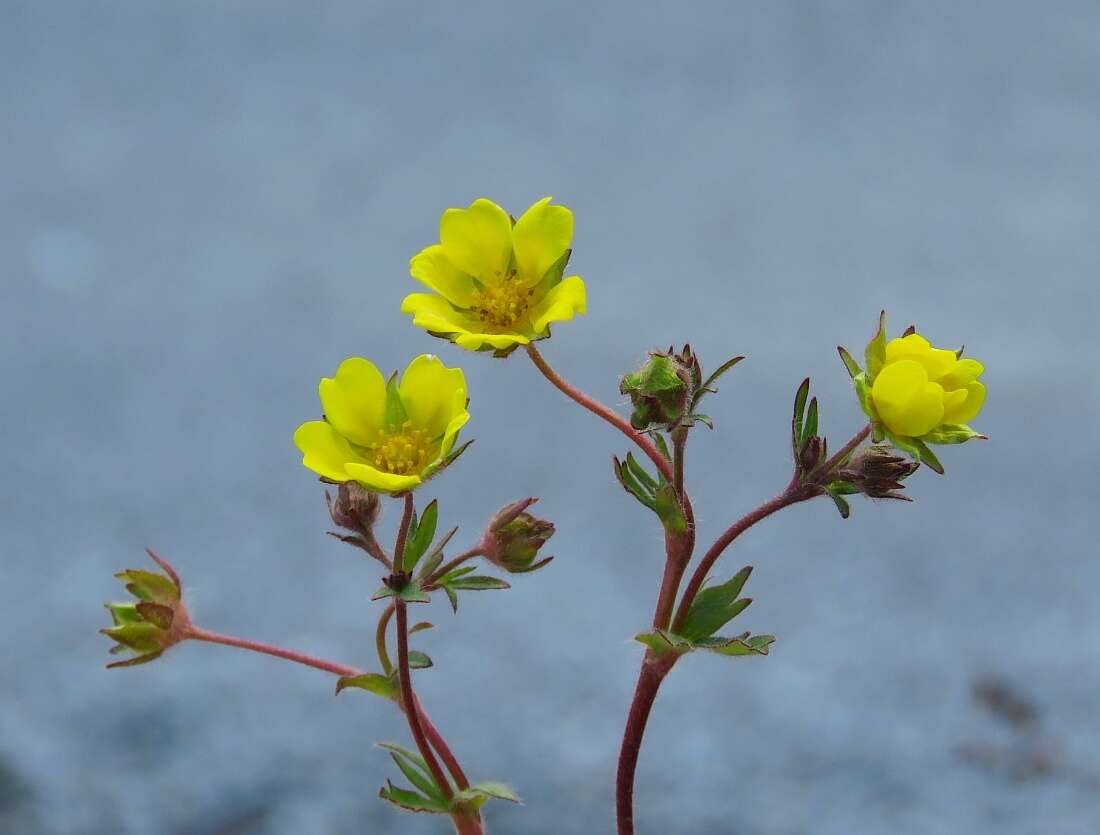 صورة Potentilla pusilla Host