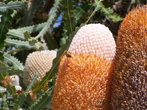 Image of Acorn Banksia