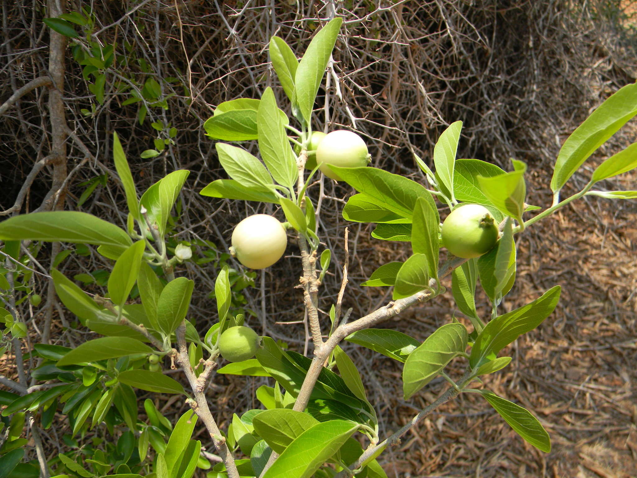 Image of Alangium salviifolium (L. fil.) Wangerin