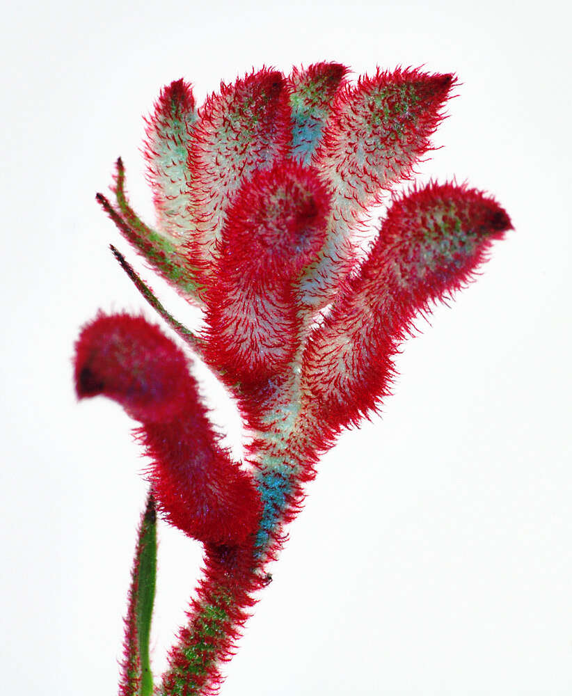 Image of Anigozanthos flavidus Redouté