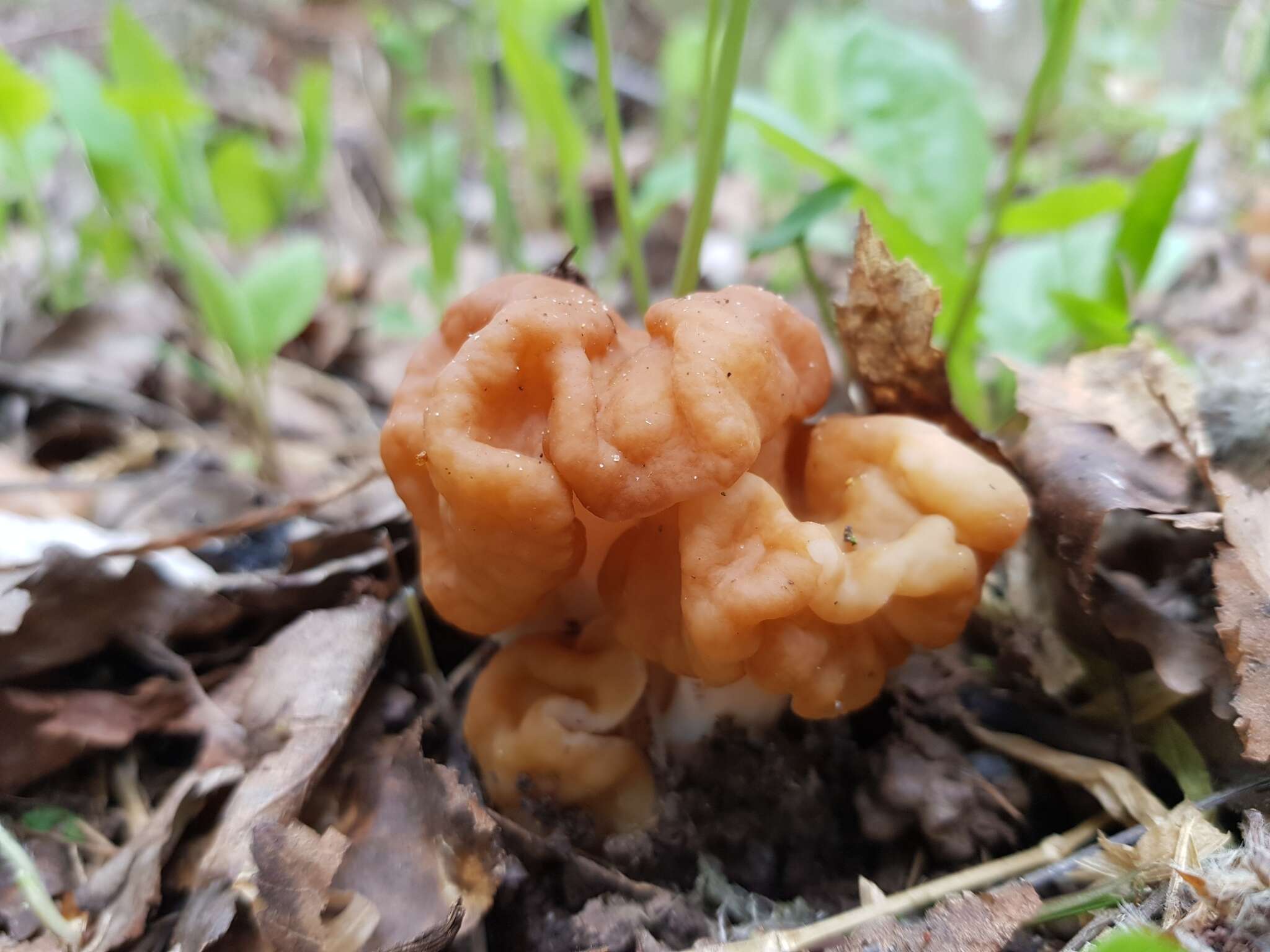 Imagem de Gyromitra gigas (Krombh.) Cooke 1878