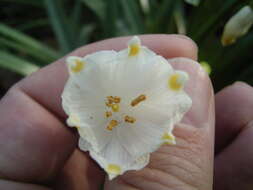 Image of Spring Snowflake