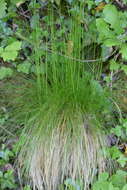 Image of variousleaf fescue