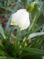 Image of Spring Snowflake