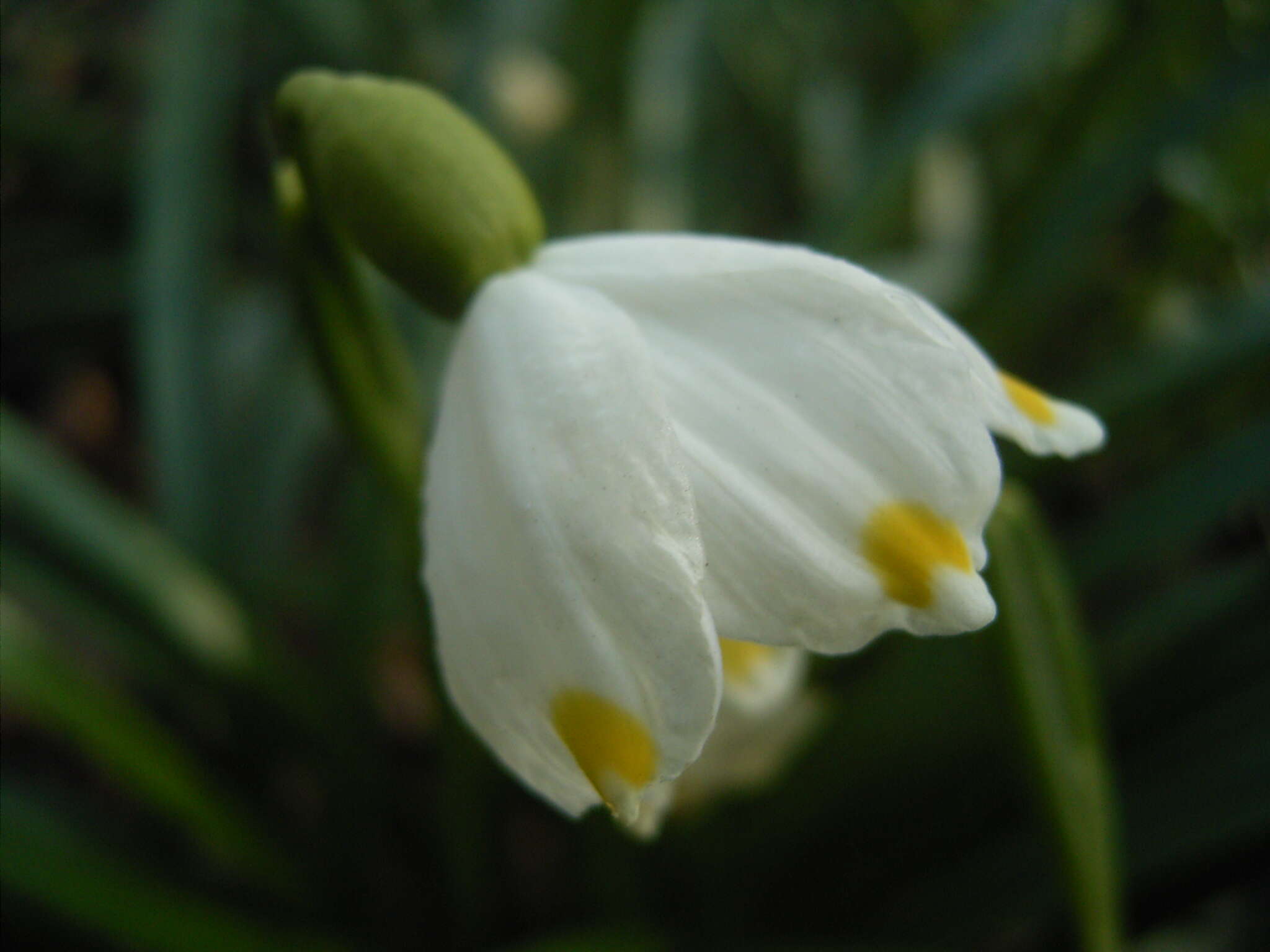 Image of Spring Snowflake