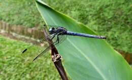 Image de Dasythemis mincki (Karsch 1890)