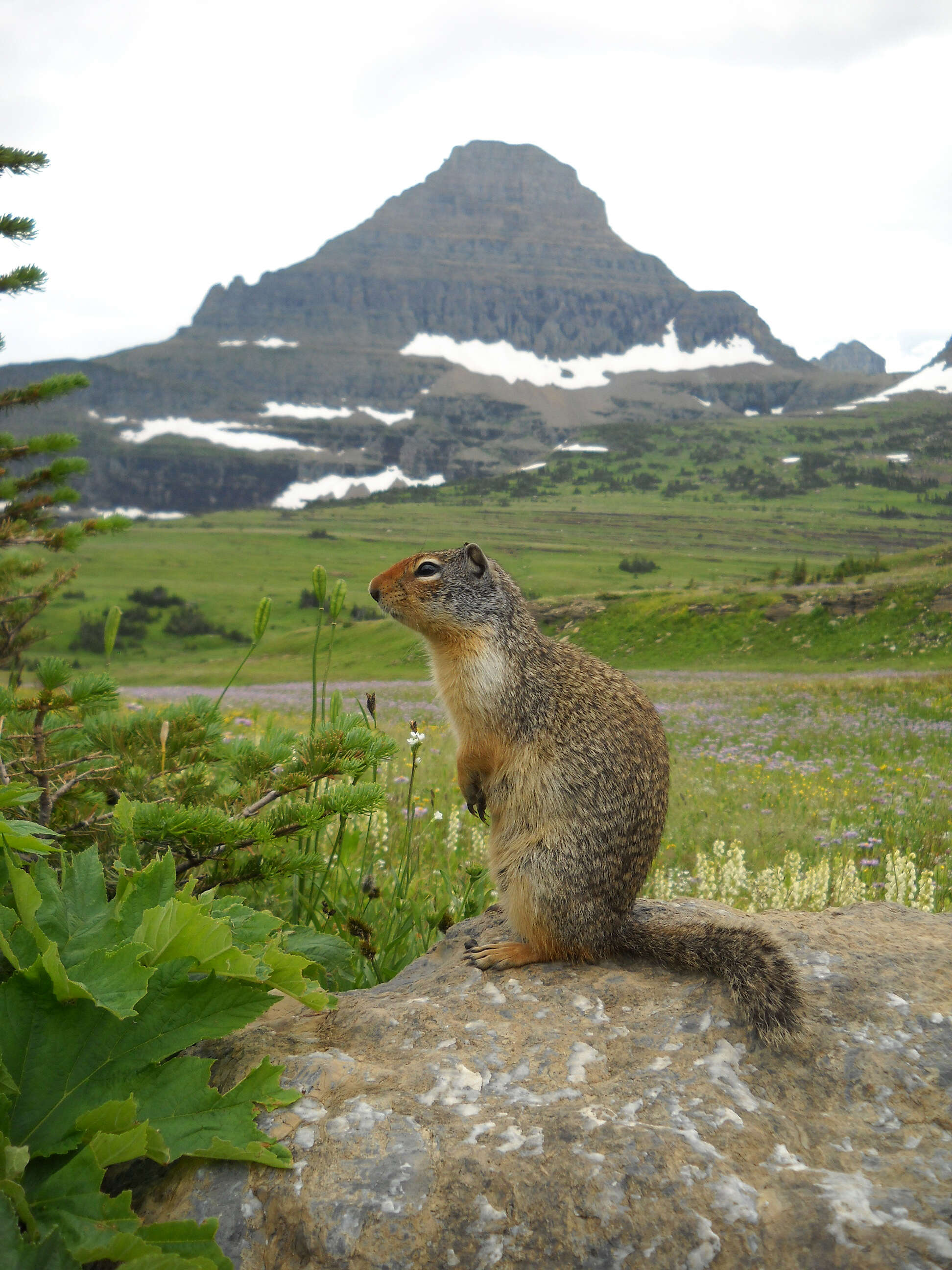 Image of squirrels, dormice, and relatives