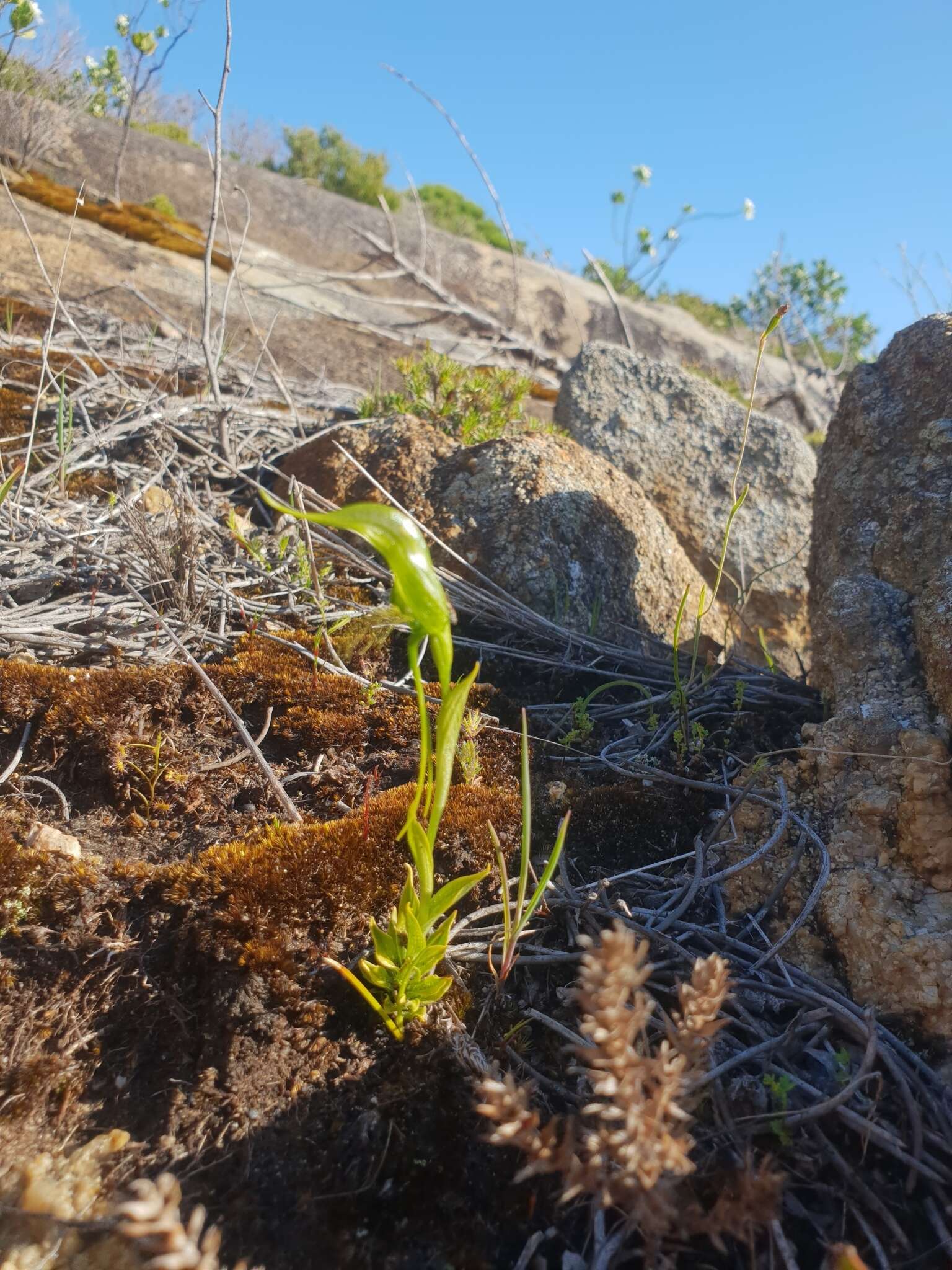 Image of Pterostylis saxosa