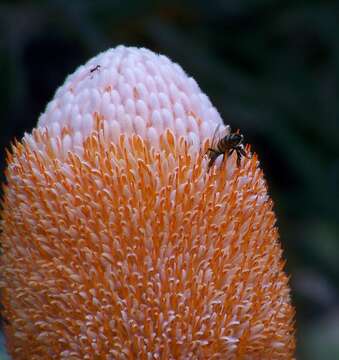 Image of Acorn Banksia