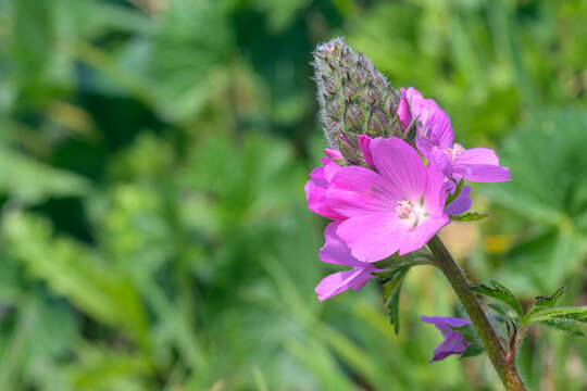 Image of bristlystem checkerbloom