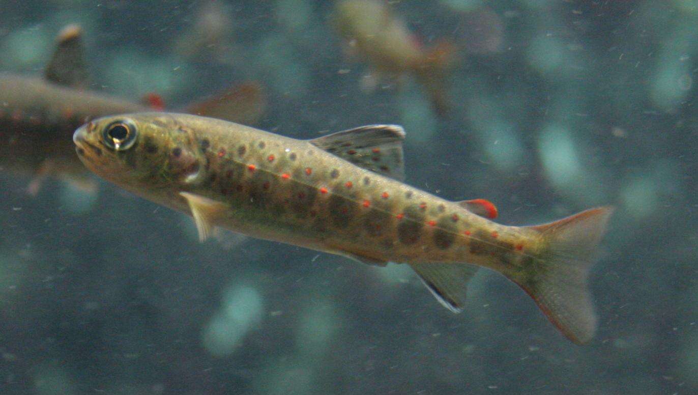 Image of Brown Trout