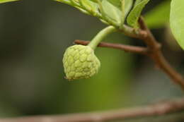 Image of sugar apple