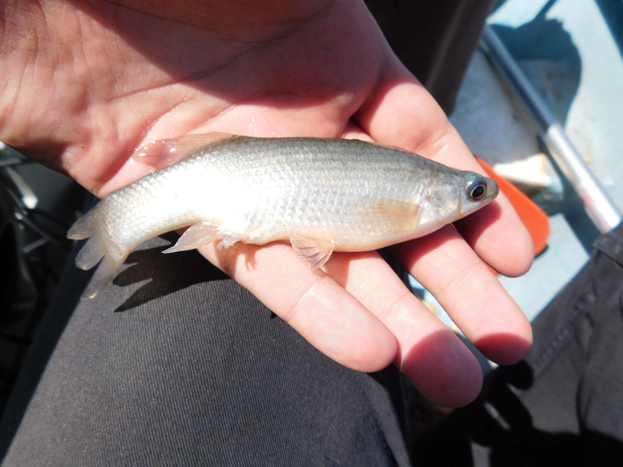 Image of Blackfin goodea