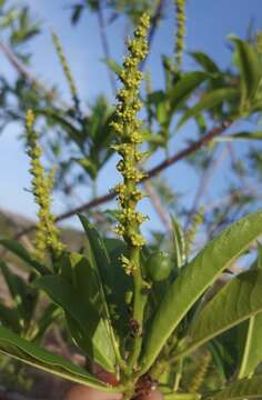 Image of Sapium lateriflorum Hemsl.