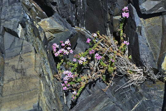 Image of Frankenia repens (Bergius) Fourc.