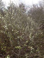 Image of bridalwreath spirea