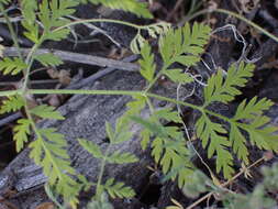 Image of spreading hedgeparsley