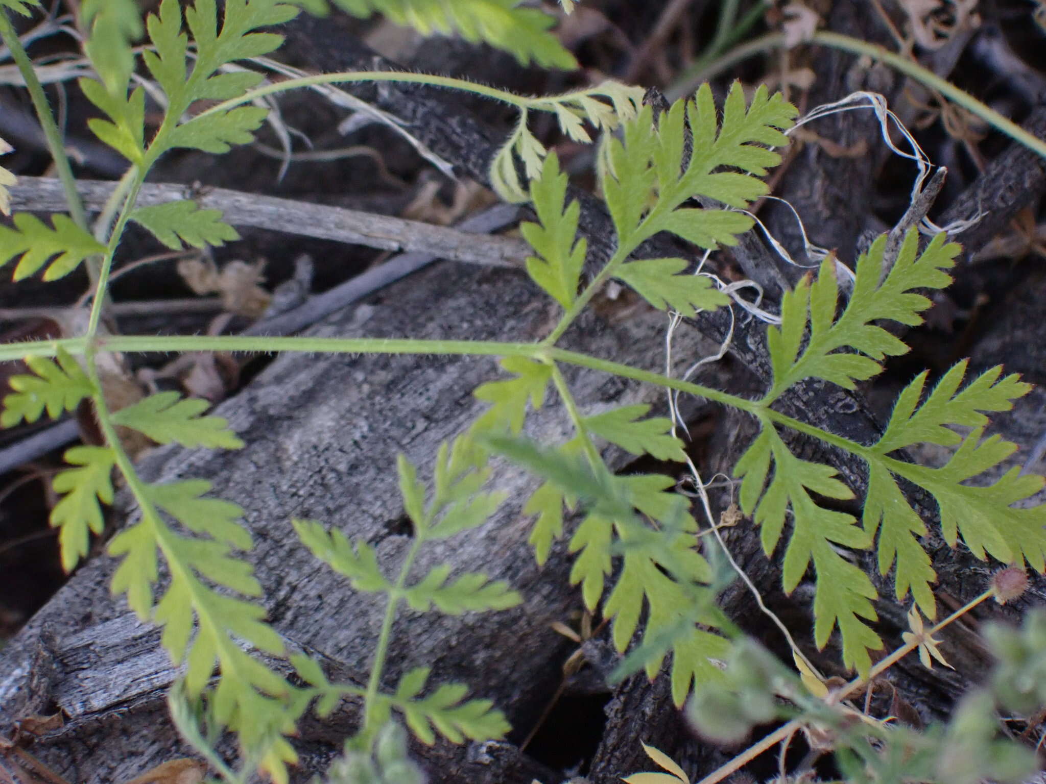 Image of spreading hedgeparsley