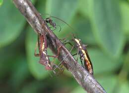 Image of brown bean bug