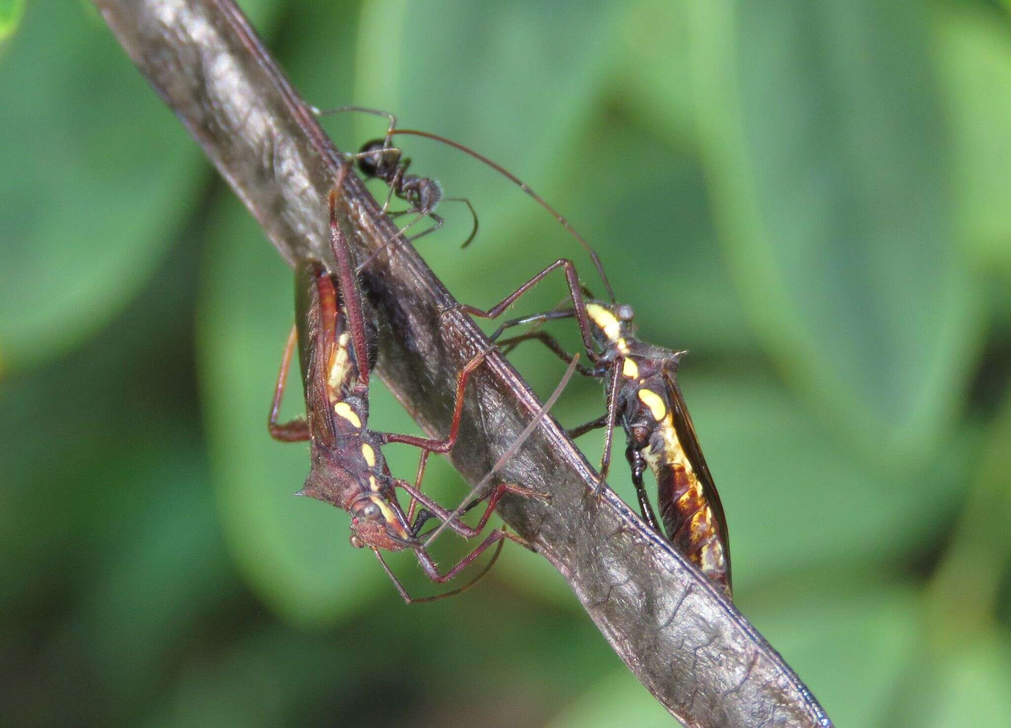 Image of brown bean bug