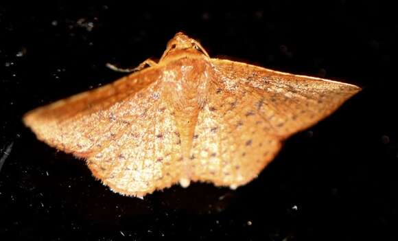 Image of Aglaopus ferruginea Whalley 1976