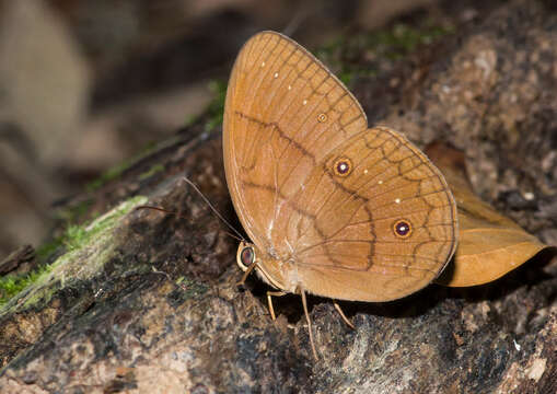 Imagem de Faunis gracilis Butler 1867