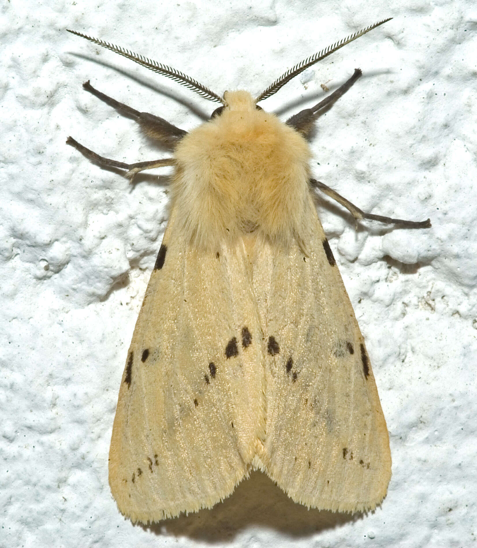 Spilosoma lutea Hüfnagel 1766 resmi